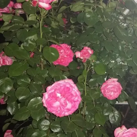 Donna Apartman Fiume